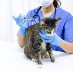 İzmir Veteriner (4)