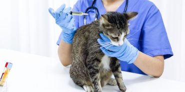 İzmir Veteriner (4)