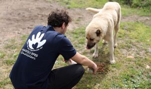 anadolu-efes-gonulluleri-sokak-hayvanlari-icin-harekete-gecti-P7Q5d9K9.jpg