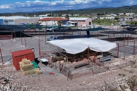 ayvalikta-kurban-pazari-hizmete-acildi.jpg