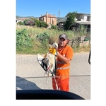 belediye-iscisi-gorevi-sirasinda-buldugu-yarali-leylegin-imdadina-yetisti.jpg