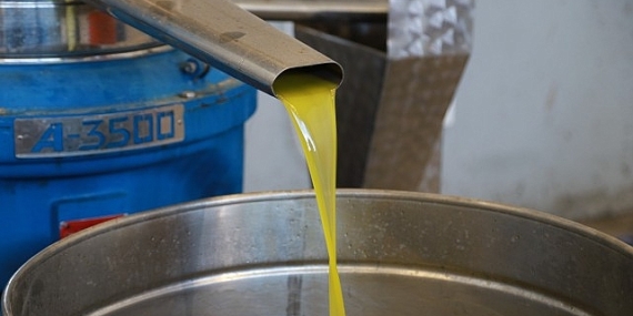 Burhaniye Belediyesi’nde Zeytin Hasadı Başladı