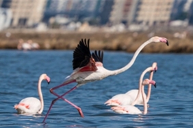 flamingo-yolu-turlari-bayramda-da-devam-ediyor.jpg