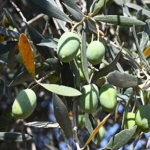 Gemlik'te Zeytin Ağacı 1500 Yıldır Meyve Veriyor