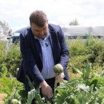 ilcenin-onemli-tarimsal-uretim-merkezlerinden-duzce-koyunde-gerceklesen-hasada-seferihisar-belediye-baskani-ismail-yetiskin-de-katildi.jpg