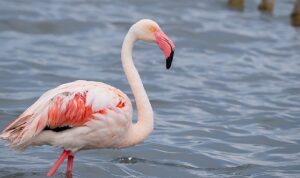 izmit-korfezinde-351-flamingo-kanat-cirpiyor-cbSLkT5a.jpg