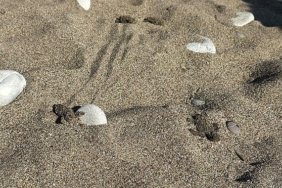 Kemer’de son caretta caretta yuvası açıldı
