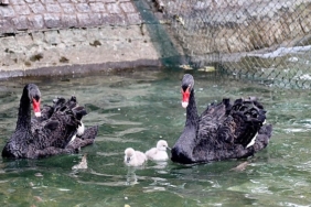 kugulu-park-ailesi-buyudu.jpg