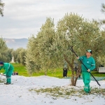 milas-belediyesi-zeytin-hasadina-basladi.jpg