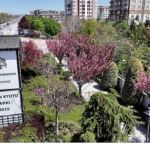 sakuralar-icin-japonyaya-gitmenize-gerek-yok-konyada-sakura-mevsimi-basladi.jpg