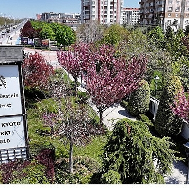 sakuralar-icin-japonyaya-gitmenize-gerek-yok-konyada-sakura-mevsimi-basladi.jpg