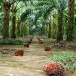 surdurulebilir-palm-yagi-az-alanda-cok-uretim-yaklasimiyla-cevreci-bir-cozum-sunuyor.jpg