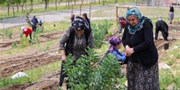 toprakta-hayat-sofrada-bereket-mahalle-bostanlarinda-yaz-hasadi.jpg