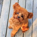 toy poodle (4)