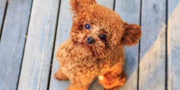 toy poodle (4)