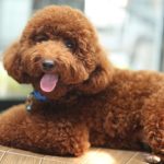 toy poodle (4)