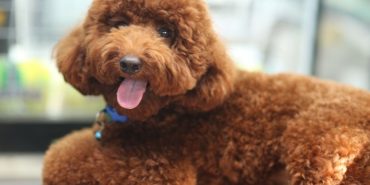 toy poodle (4)