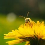 uploaded-image-arilarin-vizildama-nedenleri-nelerdir-1699701533877