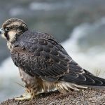 uploaded-image-cennet-papagani-hakkinda-bilgiler-1699701618521