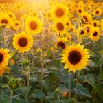 uploaded-image-dinukleotid-nedir-1699701754310