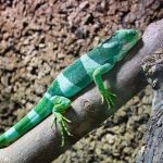 uploaded-image-evde-iguana-besleyeceklere-tavsiyeler-1699701651804