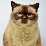 uploaded-image-farkli-kedi-irklari-ve-ozellikleri-1699701614573