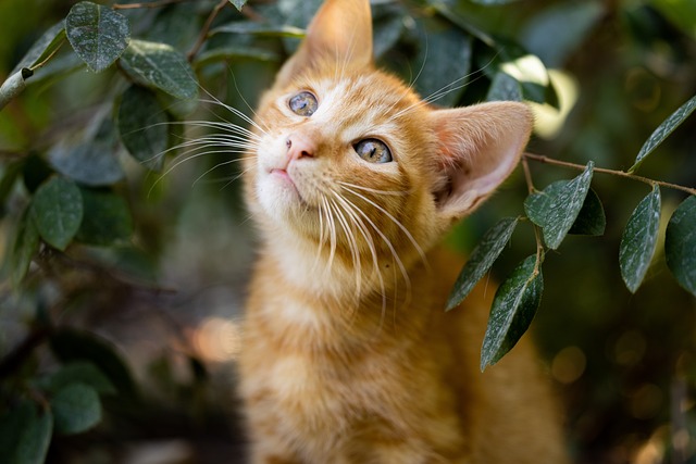 Farklı Kedi Irkları ve Özellikleri