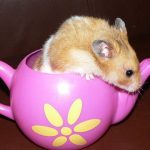 uploaded-image-hamster-kac-yil-yasar-1699701678726