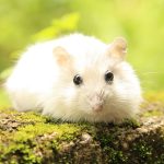 uploaded-image-hamster-kafesi-nasil-olmalidir-1699701641684