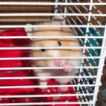 uploaded-image-hamsterlar-ne-yer-1699701641874