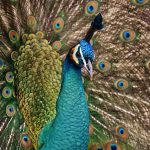 uploaded-image-hamsterlar-neden-cok-uyur-1699701629404