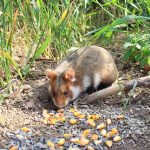 uploaded-image-hamsterlar-yikanir-mi-1699701643098