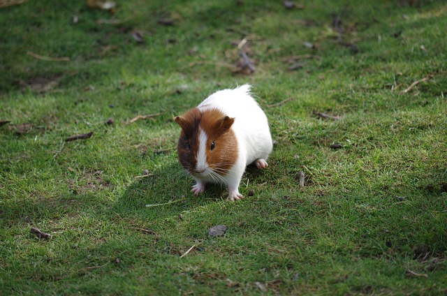 Hamsterlar Yıkanır Mı?