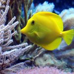 uploaded-image-japon-baliklari-nasil-beslenmelidir-nelere-dikkat-etmek-gerekir-1699701678058