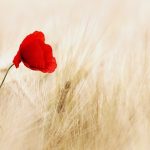 uploaded-image-jeneratorlerin-calisma-alanlari-nelerdir-1699701804137