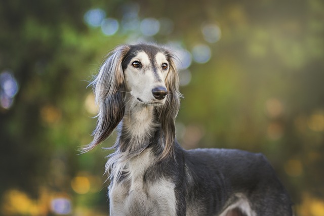 Köpek Kulak Akarları ve Tedavisi