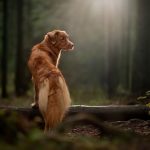 uploaded-image-kopek-tuvalet-egitimi-1699701647593