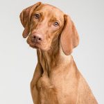 uploaded-image-kopek-yavrusu-asilari-zamanlama-ve-onemi-1699701612065