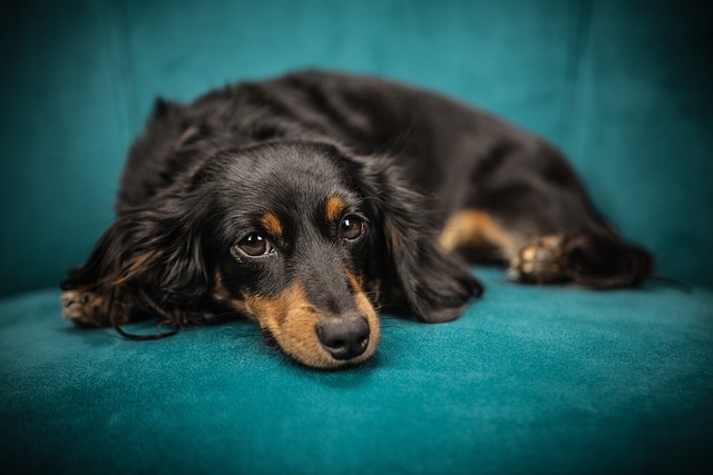 Köpeklerde Ödüllendirme ve Cezalandırma