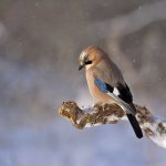 uploaded-image-kus-fotografciligi-nedir-1699701640606