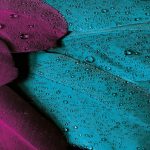 uploaded-image-muhabbet-kusu-yikanir-mi-1699701644474