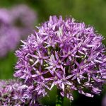 uploaded-image-soganin-faydalari-nelerdir-soganin-vitaminleri-1699701474561